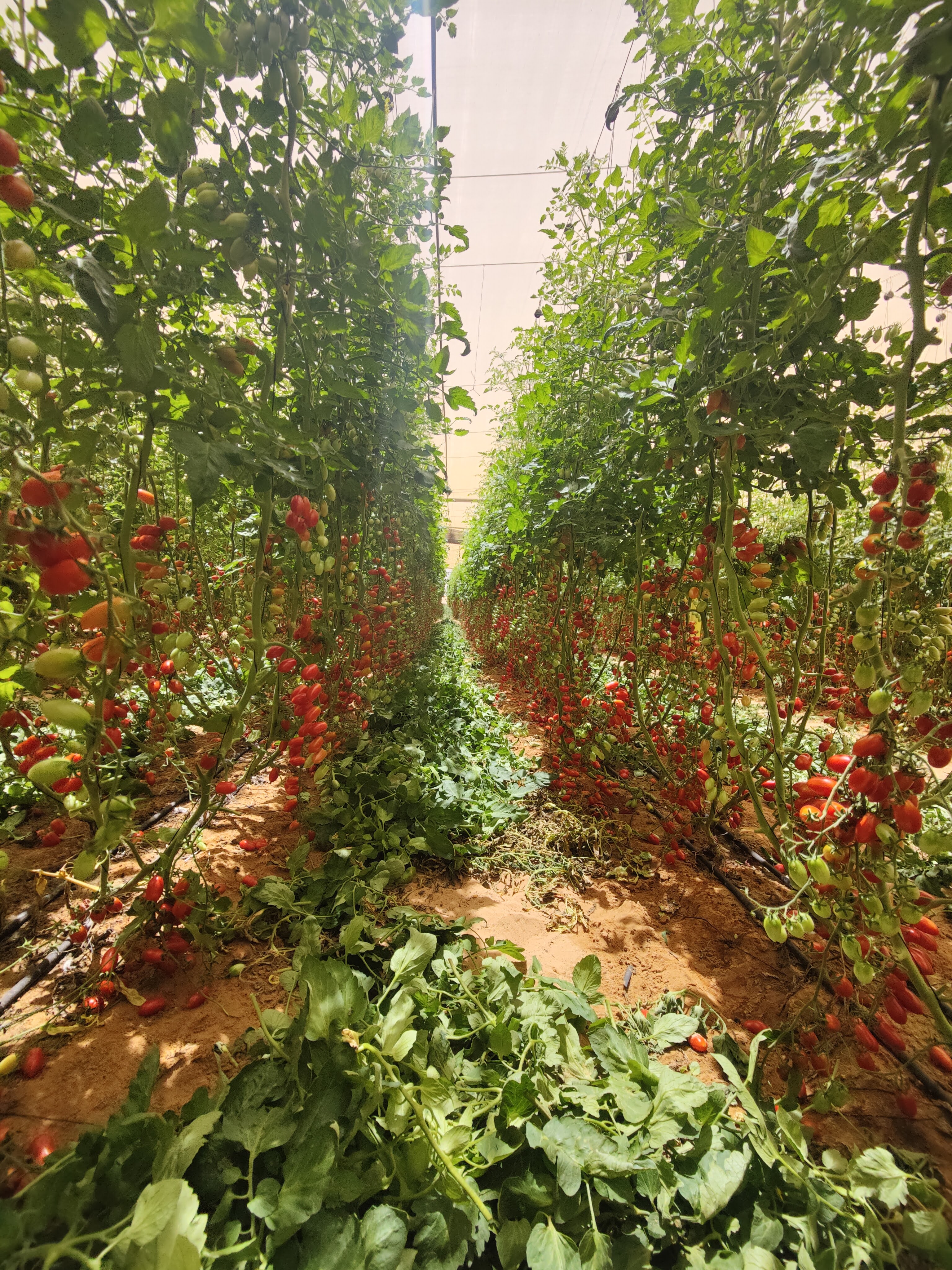 Volunteering in a farm in the deep, dry desert.